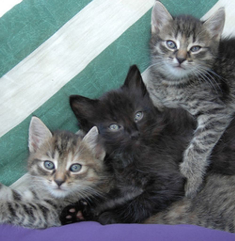 Dr. Tiffany Rene Maher