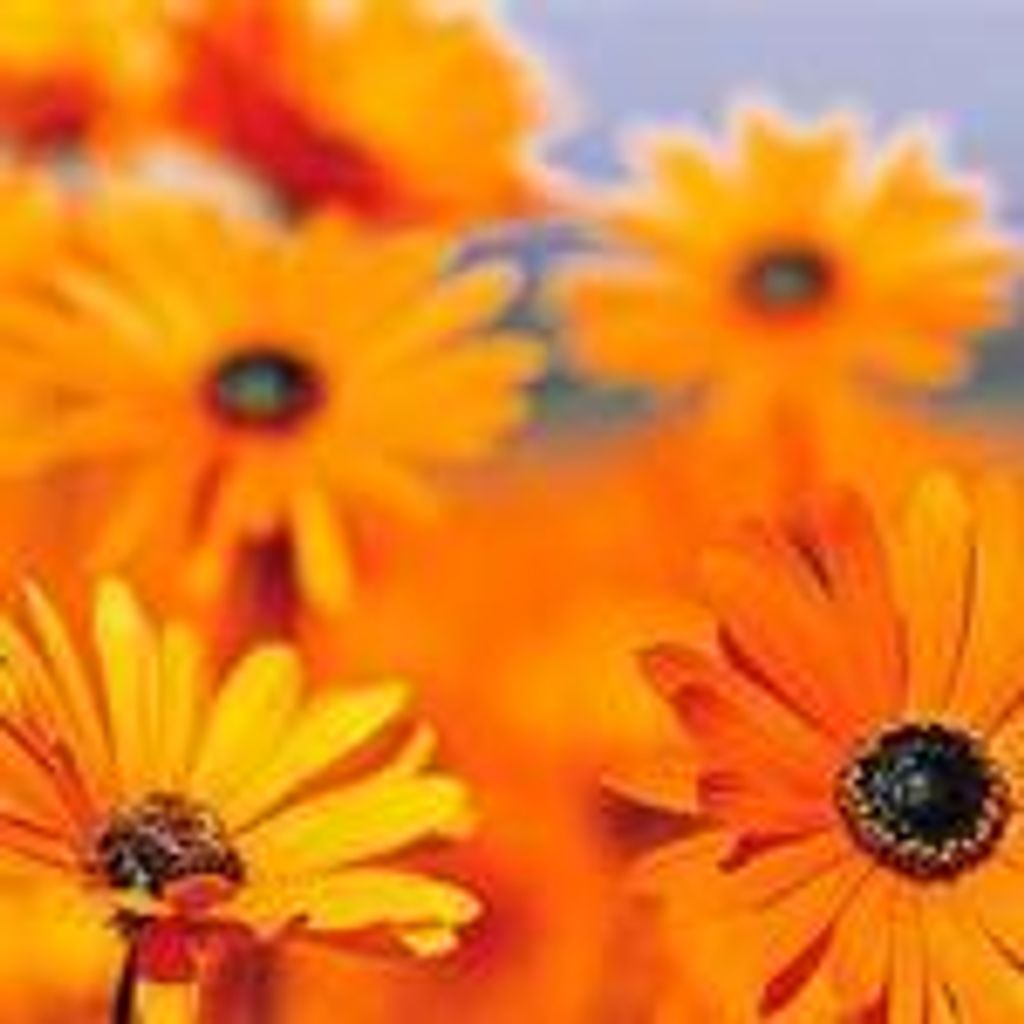 Virginia Carol Griffin