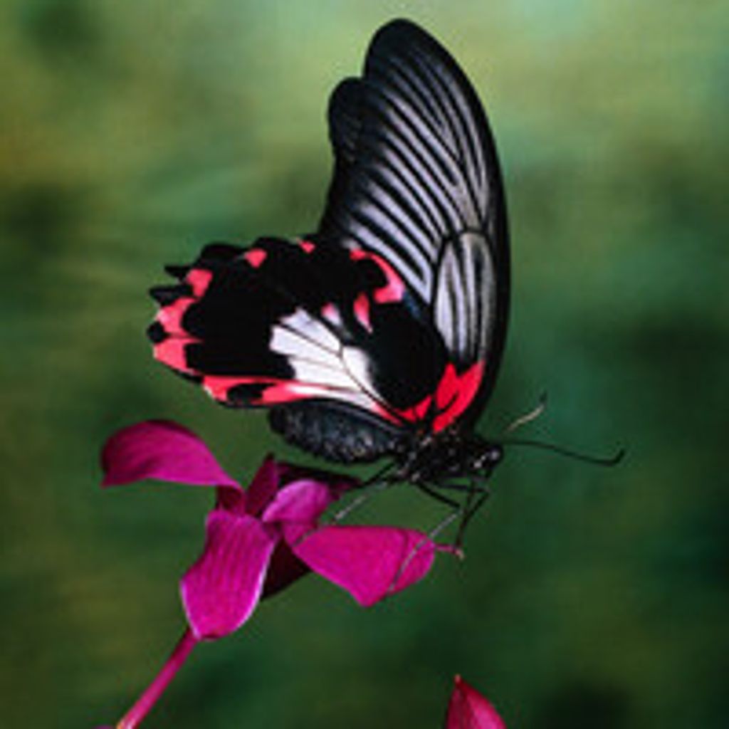 Janice Branham