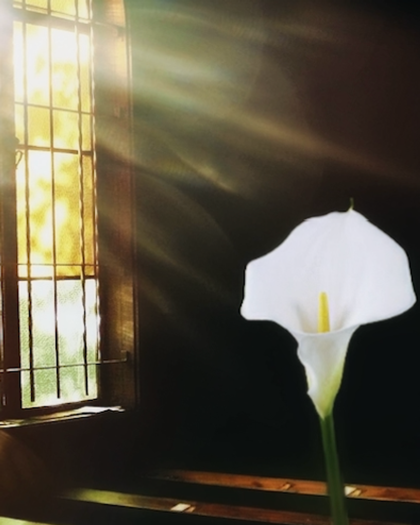 Anne Marie Herrington Profile Photo