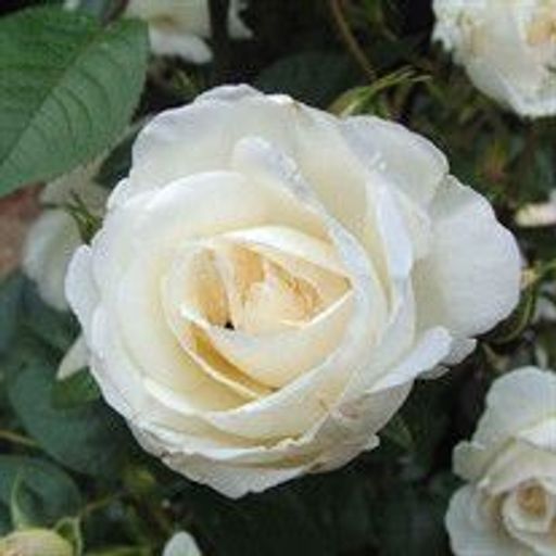 Nana Joann Hart Profile Photo