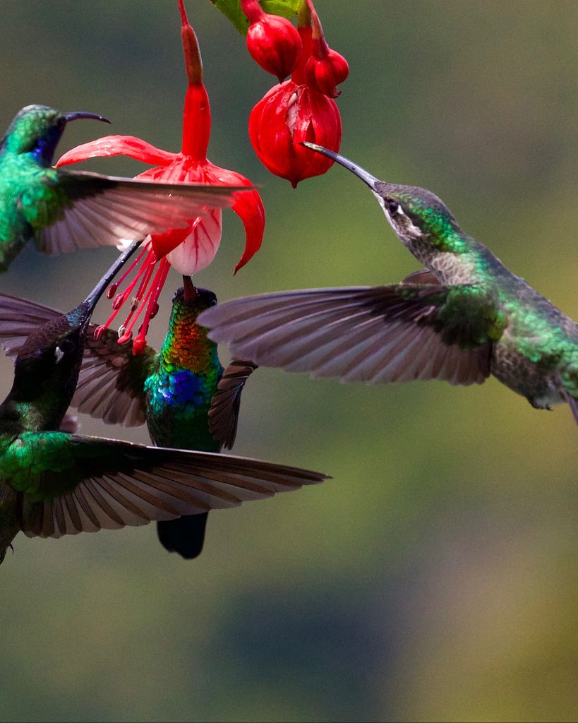 Belinda Reeves Profile Photo