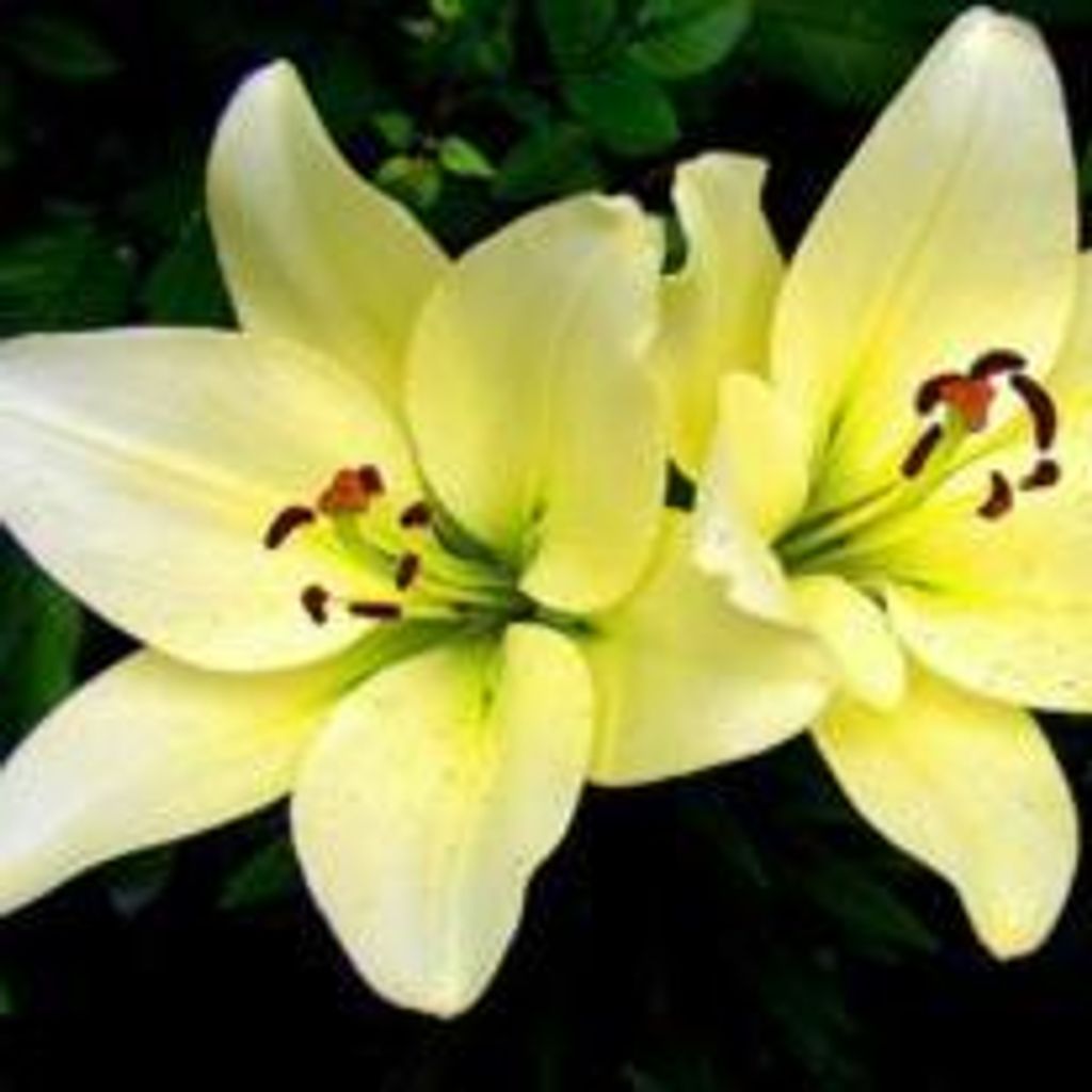 Edna Mae "Tess" Budde