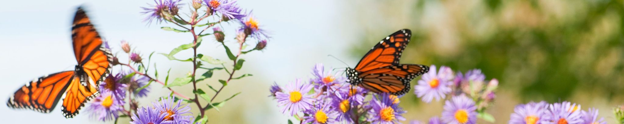 Cover photo for Sandra Smith's Obituary