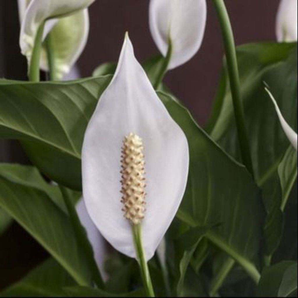 Louise E. Hudson Profile Photo