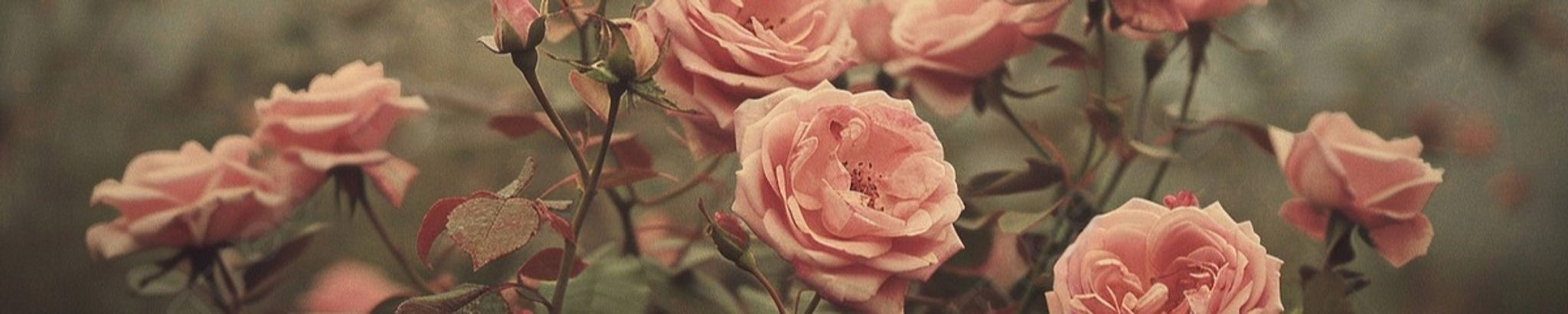 Cover photo for Nancy J. Brumbaugh's Obituary
