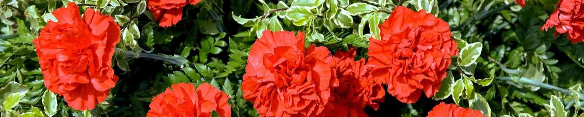 Cover photo for Margarita Velarde Lujan's Obituary