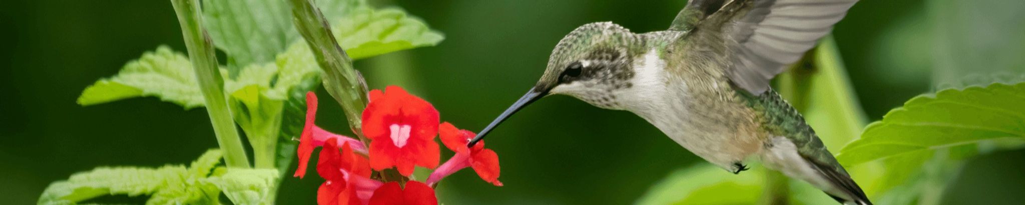 Cover for Doris J. Isaacs's Obituary