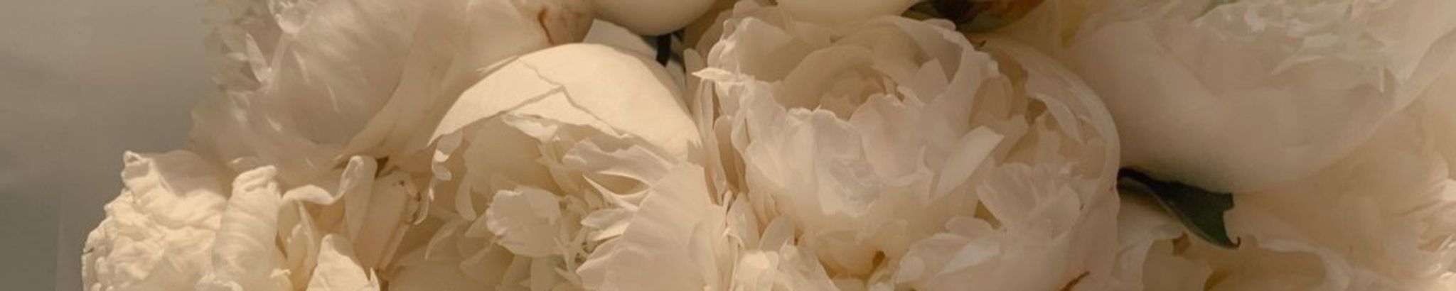 Cover for Shirley M. Petrecca's Obituary