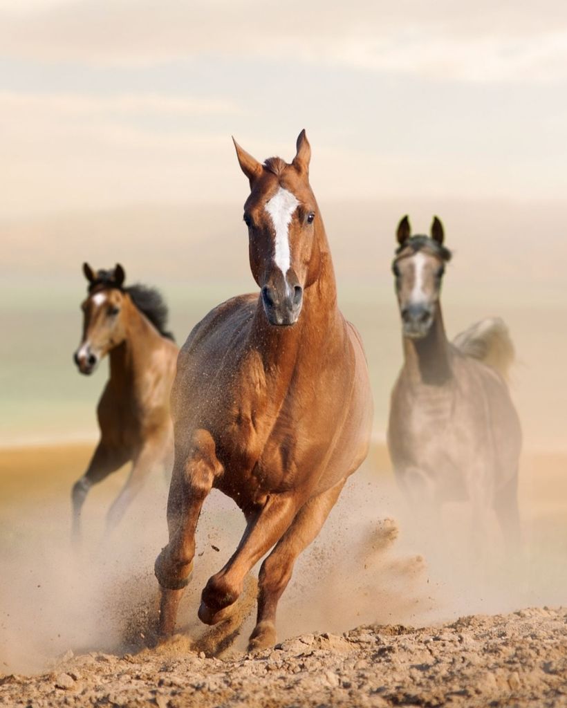 Rosalind Faye Sterner Profile Photo