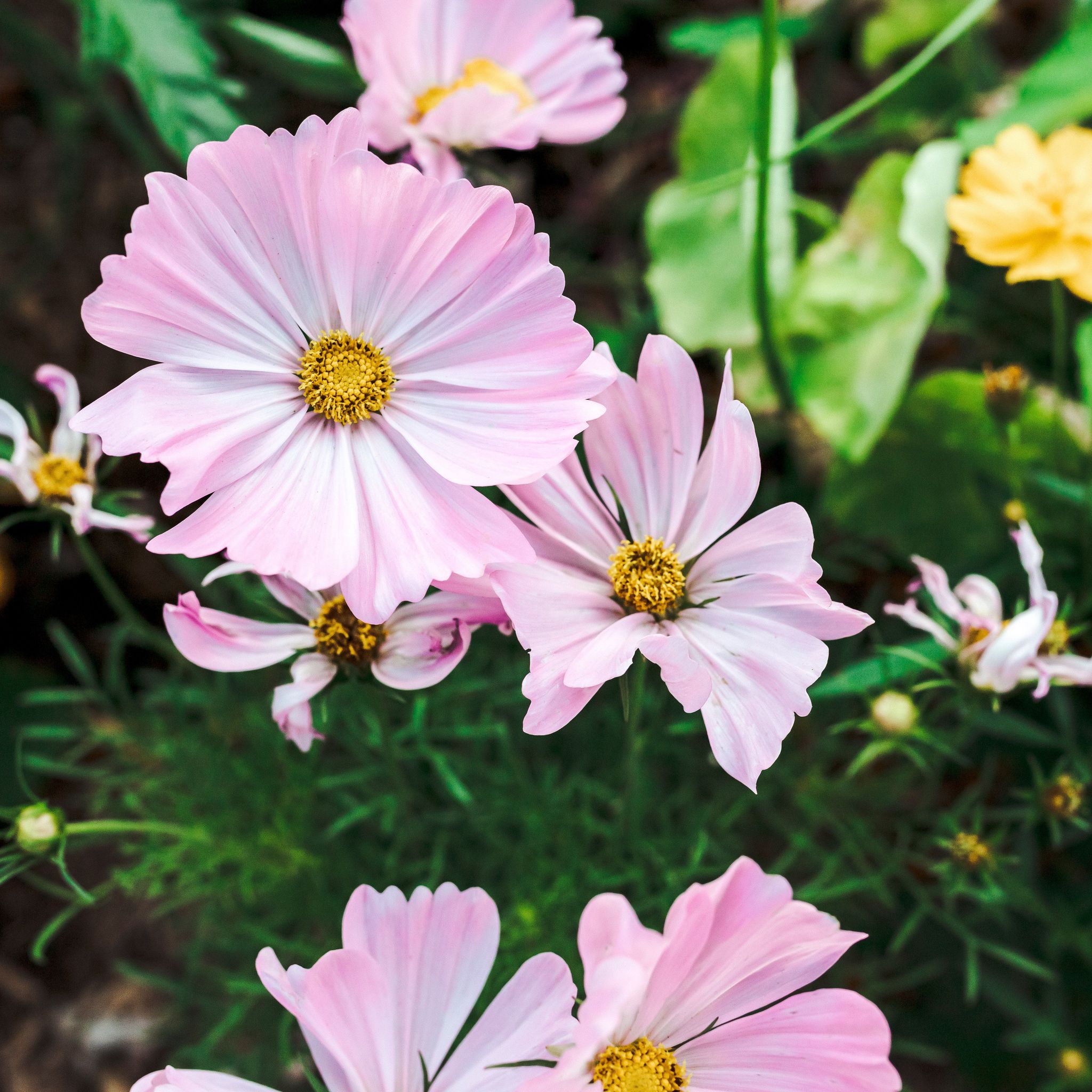 Cover photo for Juanita Lazo's Obituary