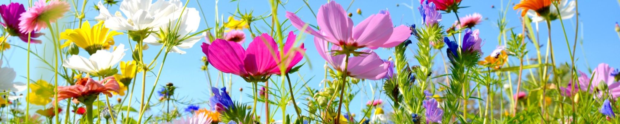 Cover photo for Marlene Anne Lundstrom Hayworth's Obituary
