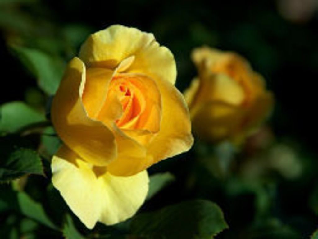 Edward D. Brown Profile Photo