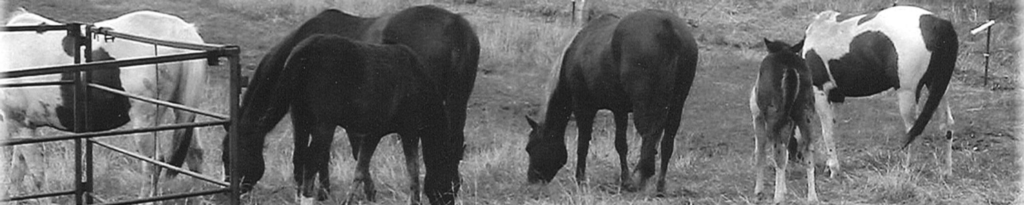 Cover for Connie Lynn Klein's Obituary