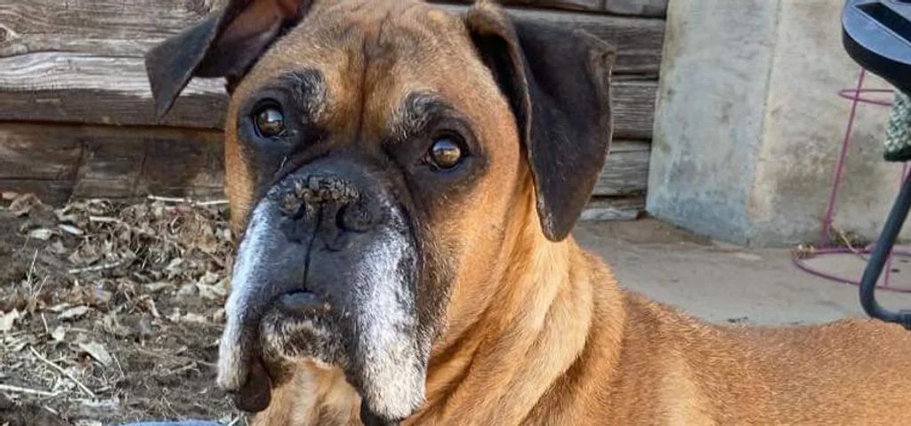 Ozzy Profile Photo