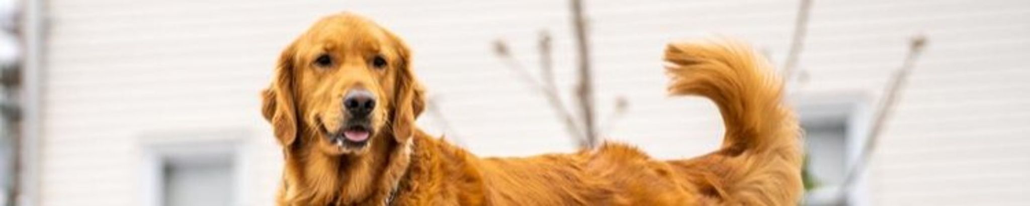 Cover for Kimberly Bowland's Obituary