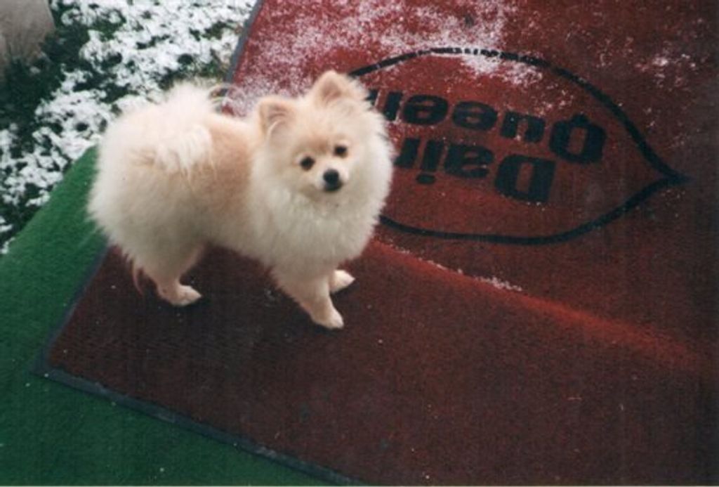 Snoball Fink Profile Photo