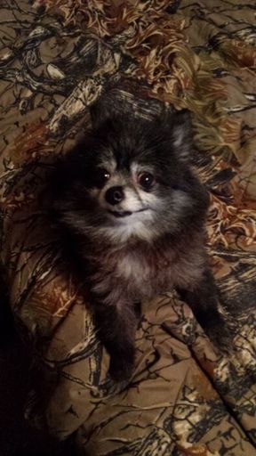 Tipsy's obituary image