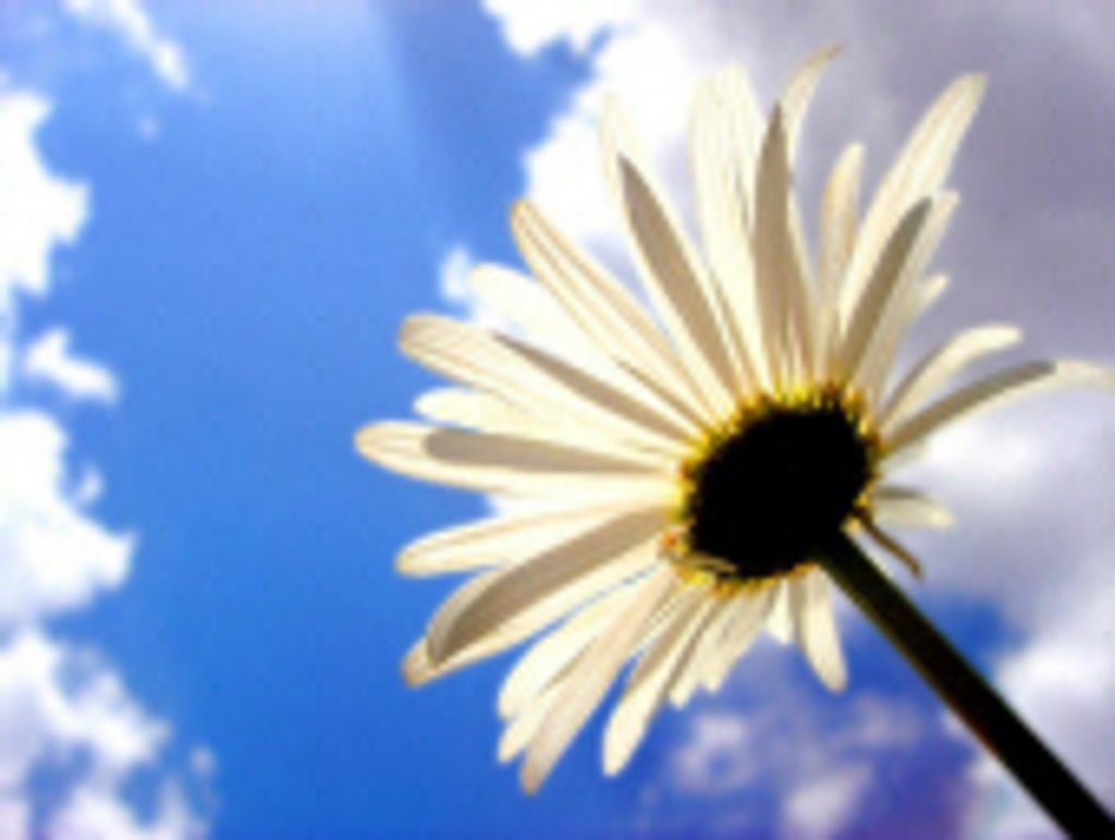 Grace Ann Van Drieson