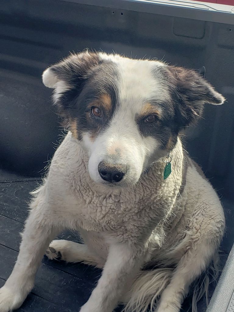 Toby Profile Photo