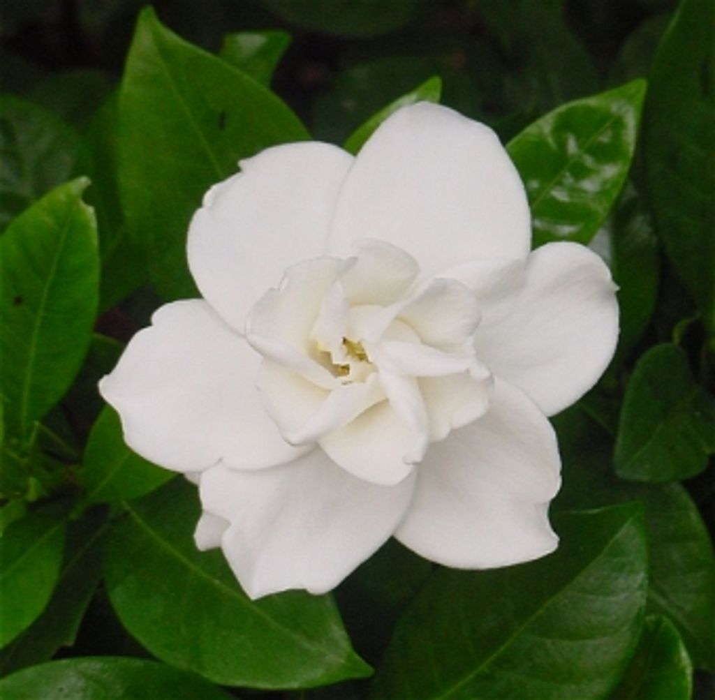 Shirley M. Calabrese Profile Photo