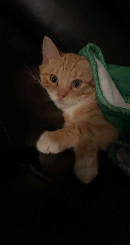 Simba Profile Photo