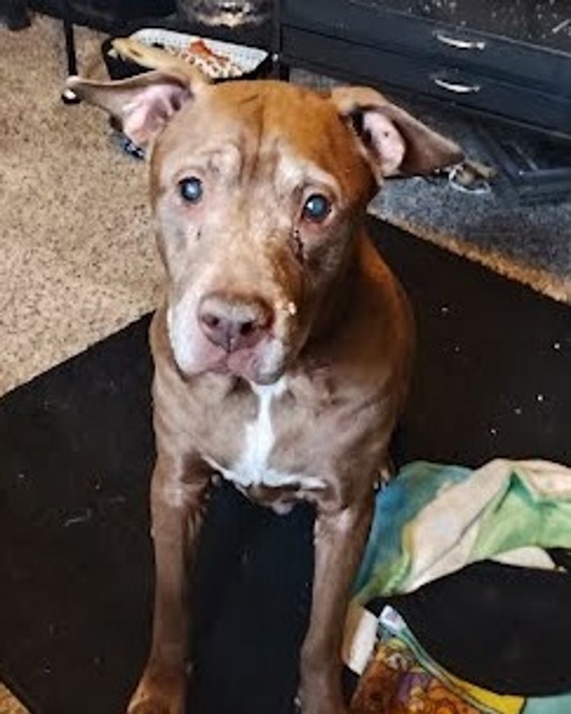 Boss Waits Profile Photo