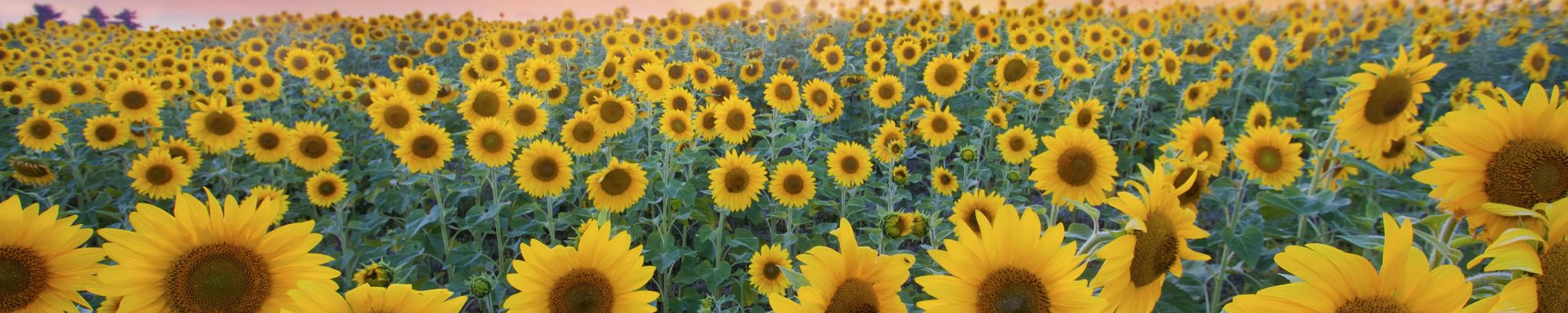 Cover for Sherrie Neubert's Obituary