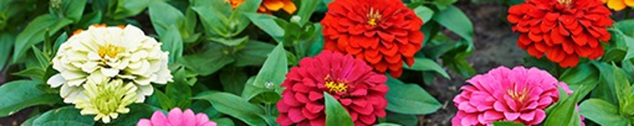 Cover photo for Ruth Kroeker's Obituary