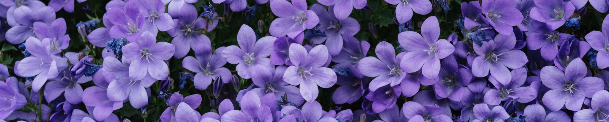 Cover photo for Louise Virginia Cleaver's Obituary