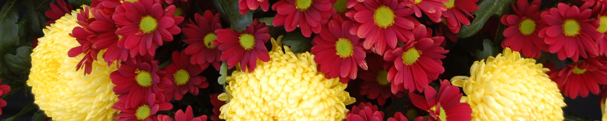 Cover photo for Wanda Louise "Sammie" Crewey's Obituary