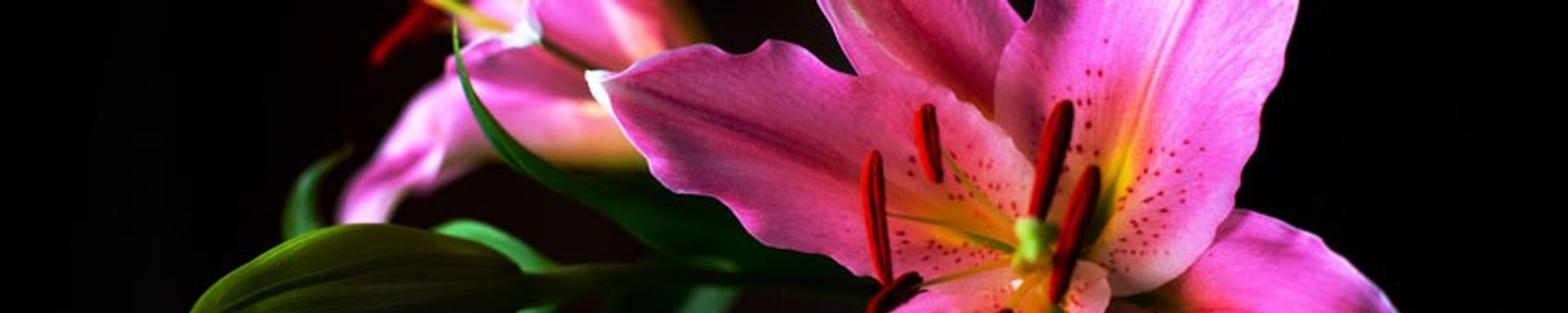 Cover for Angie Mireles's Obituary