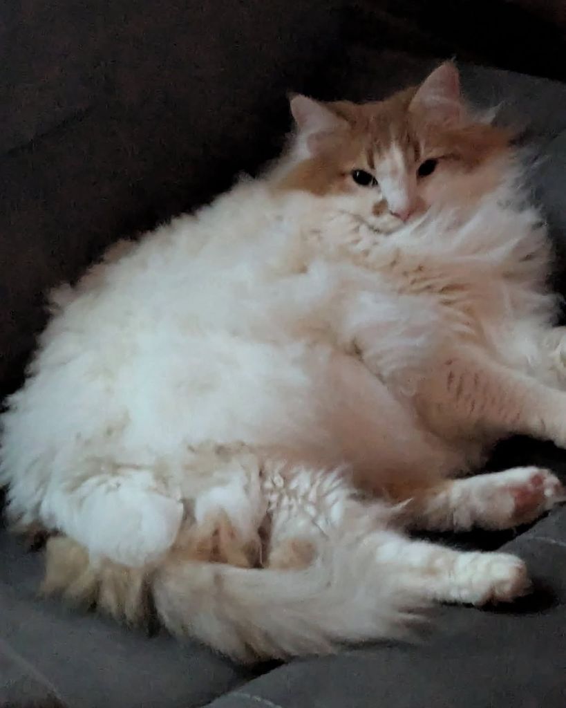 Mouse Stiers Profile Photo