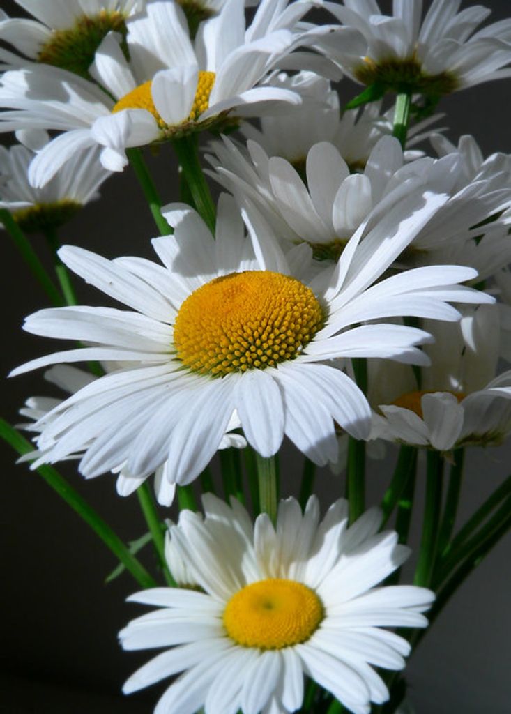Carol Joy Delamater