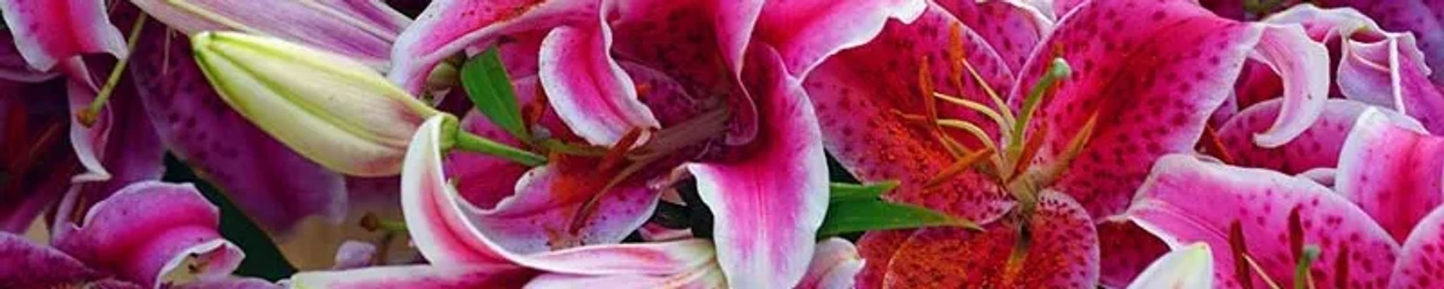 Cover photo for Helen Elizabeth Tridle's Obituary