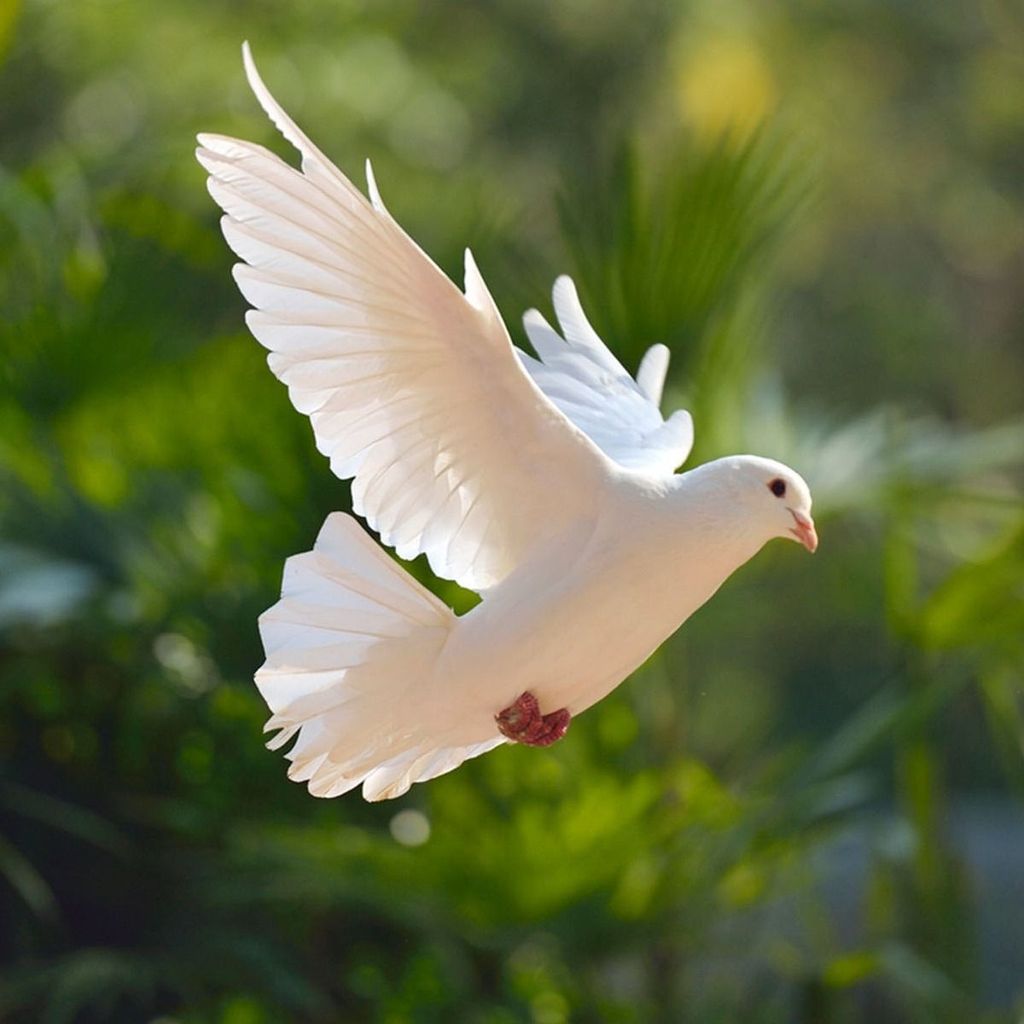 Dolores K. Phelps Profile Photo