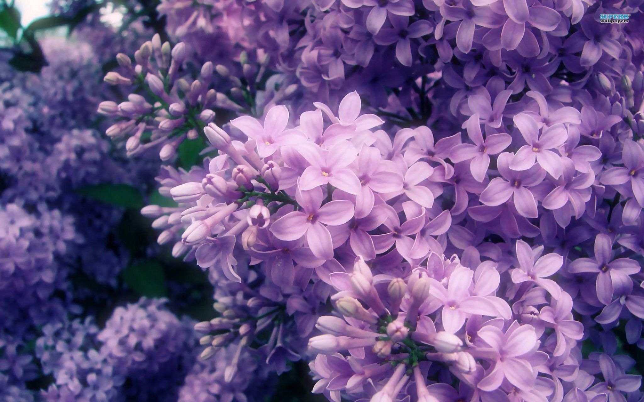 Cover photo for Nancy  Andel's Obituary