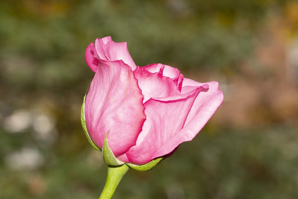 Mary Karvoski Profile Photo