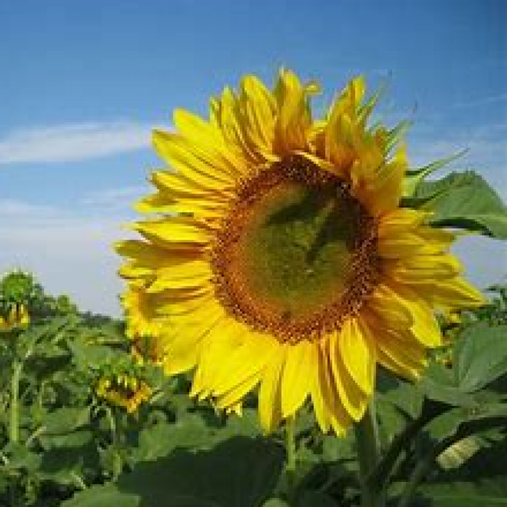 Anthony John Rulis Profile Photo