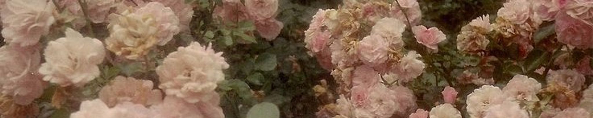 Cover photo for Mrs. Thelma Mewborn's Obituary