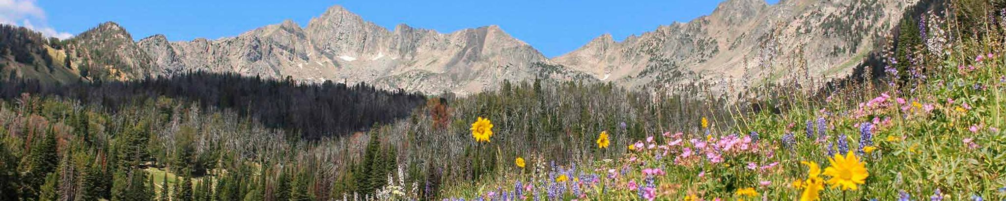 Cover photo for Caroline T. Sawyers's Obituary