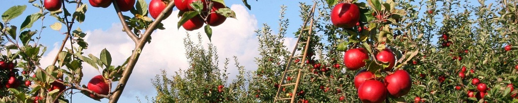 Cover for Michelle Dawn Patterson's Obituary