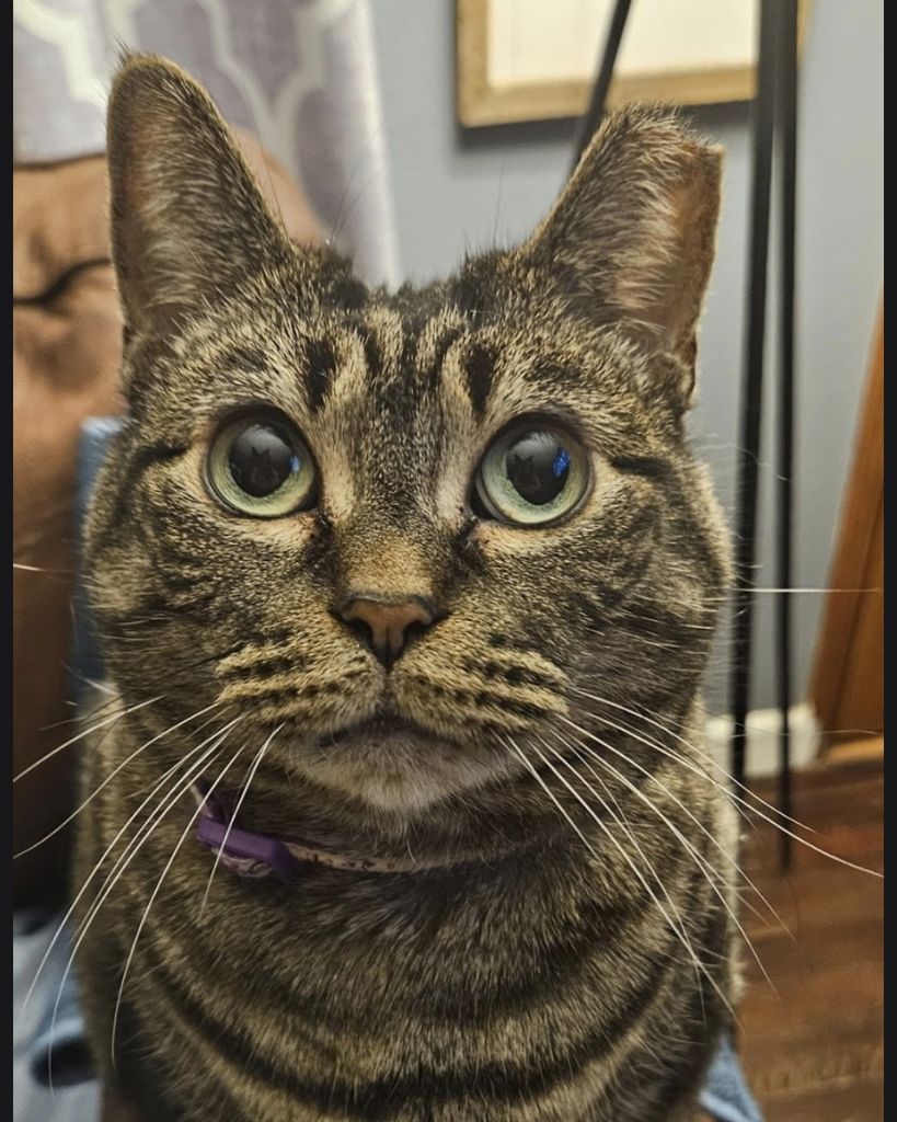 Baby VanSchoyck Profile Photo