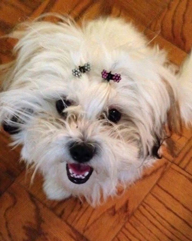 Sugar Marshmallow Lewis