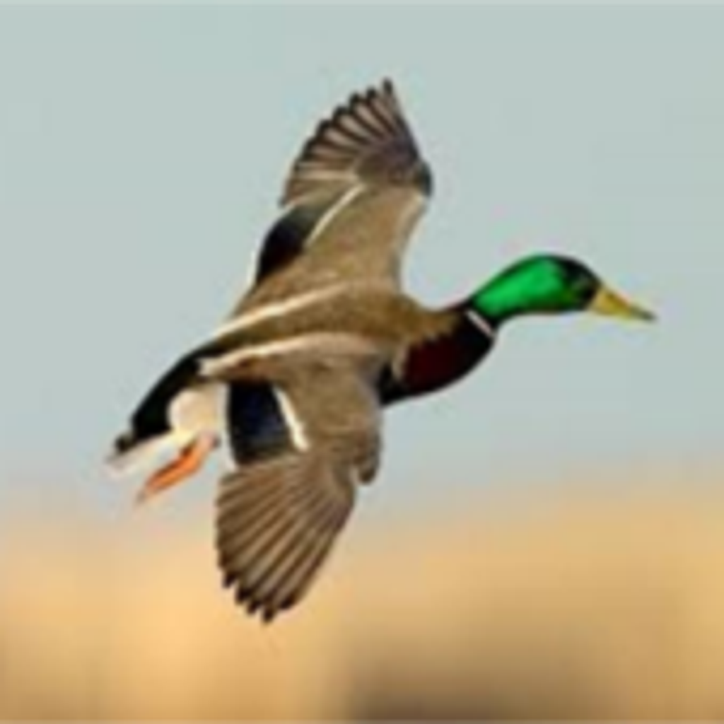 Charles Allen Vaughn