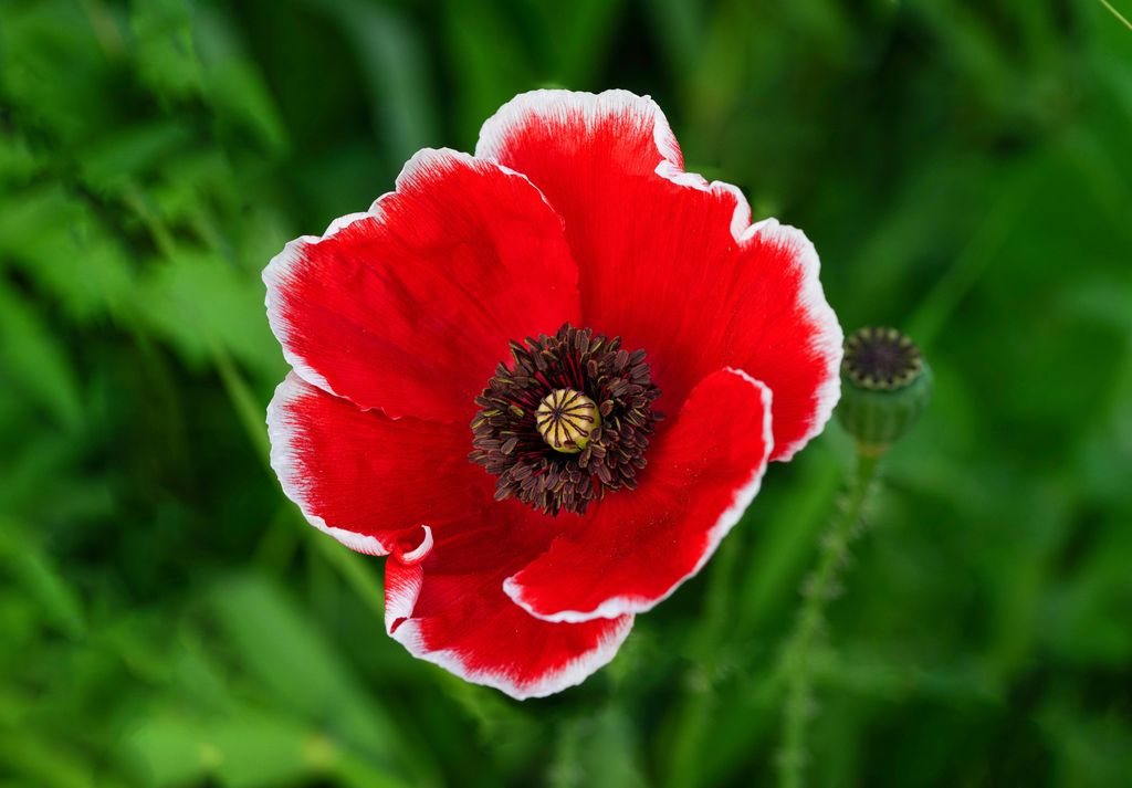 Evelyn Marchlewicz Profile Photo