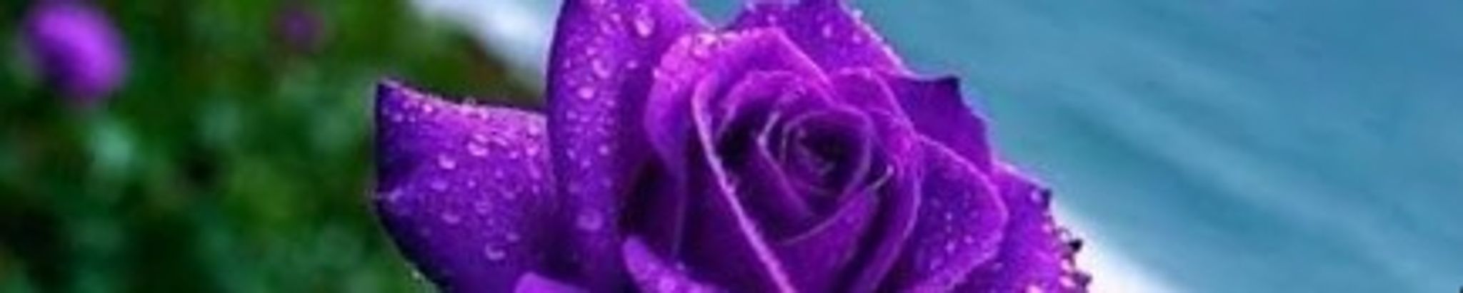 Cover for Theresa Marie Randall's Obituary