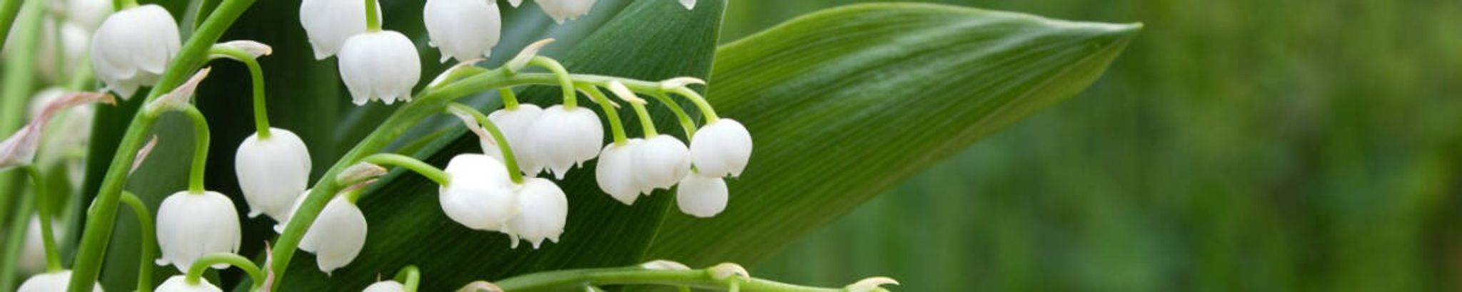 Cover photo for Mary Lucia Querna's Obituary