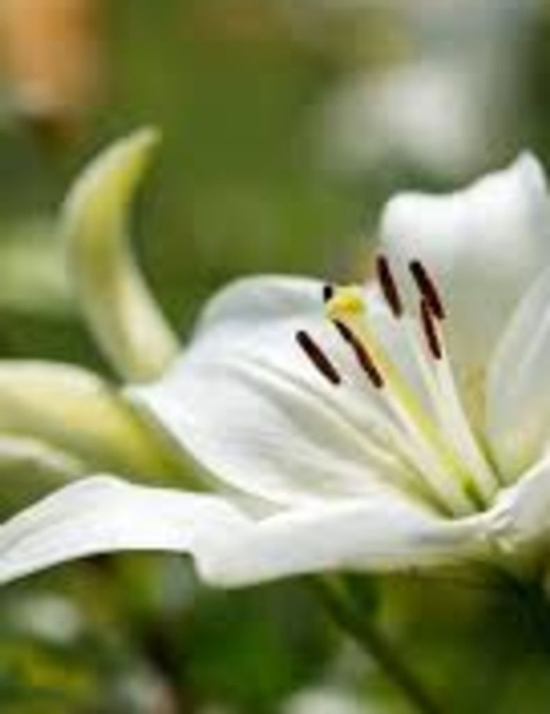 Tracy Burnetta Fisher