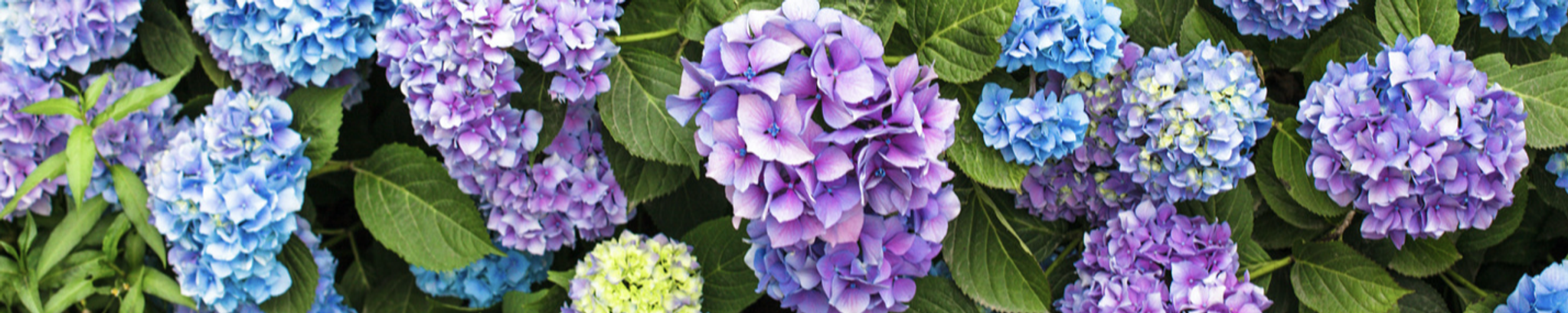 Cover photo for Christena Rhodes's Obituary